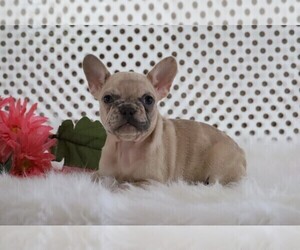 French Bulldog Puppy for sale in FREDERICKSBG, OH, USA
