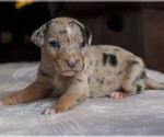 Small #4 Catahoula Leopard Dog