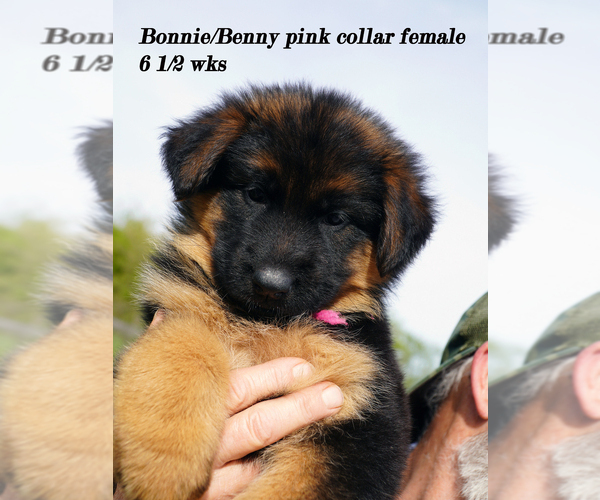 Medium Photo #9 German Shepherd Dog Puppy For Sale in CHRISNEY, IN, USA
