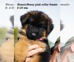 Small Photo #9 German Shepherd Dog Puppy For Sale in CHRISNEY, IN, USA