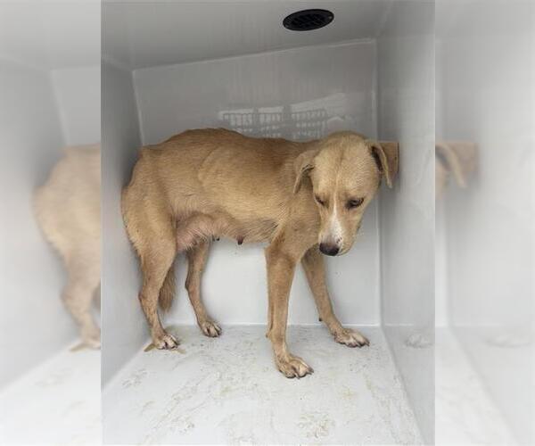 Medium Photo #1 Black Mouth Cur-German Shepherd Dog Mix Puppy For Sale in Houston, TX, USA
