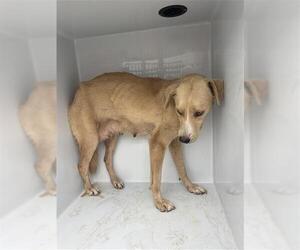 Black Mouth Cur-German Shepherd Dog Mix Dogs for adoption in Houston, TX, USA