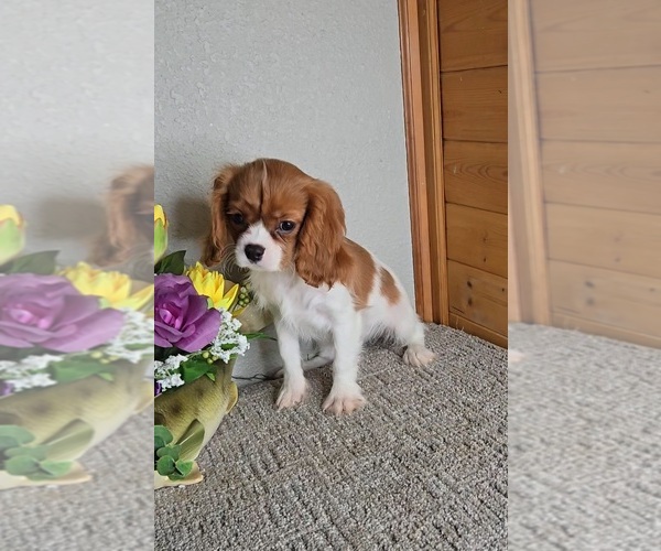 Medium Photo #2 Cavalier King Charles Spaniel Puppy For Sale in JASONVILLE, IN, USA