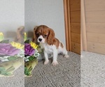 Small #1 Cavalier King Charles Spaniel
