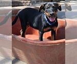 Small #3 Doberman Pinscher-Miniature Pinscher Mix