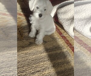 Schnauzer (Miniature) Puppy for sale in NEW MADISON, OH, USA