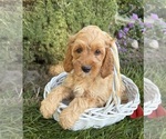 Small #2 Cockapoo (Miniature)