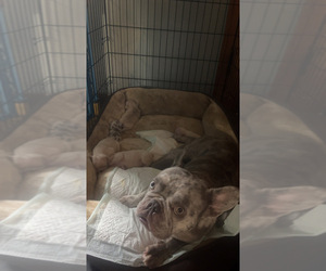 Father of the French Bulldog puppies born on 07/27/2026
