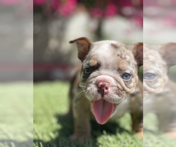 Medium Photo #20 Bulldog Puppy For Sale in LOS ANGELES, CA, USA