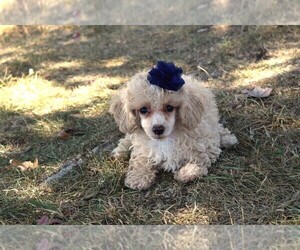 Poodle (Toy) Puppy for sale in BARNESVILLE, KS, USA