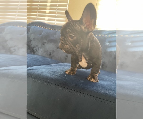 Medium Photo #26 French Bulldog Puppy For Sale in HOUSTON, TX, USA