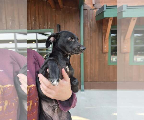 Medium Photo #4 Italian Greyhound-Unknown Mix Puppy For Sale in Arlington, WA, USA