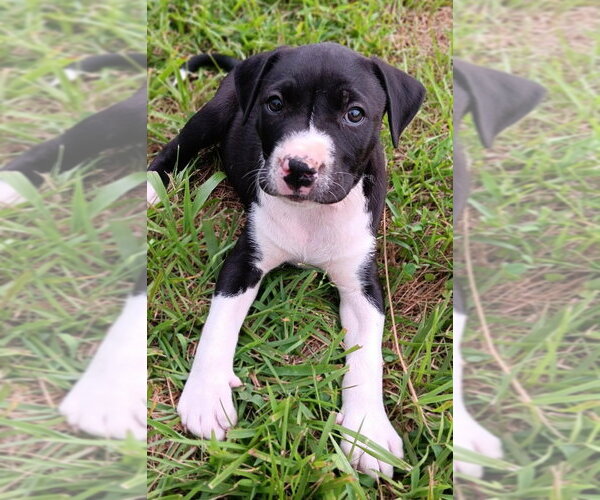 Medium Photo #2 Labrador Retriever-Unknown Mix Puppy For Sale in Springdale, PA, USA
