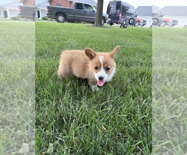 Medium Photo #23 Pembroke Welsh Corgi Puppy For Sale in MILFORD, IN, USA