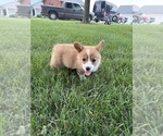 Small Photo #23 Pembroke Welsh Corgi Puppy For Sale in MILFORD, IN, USA