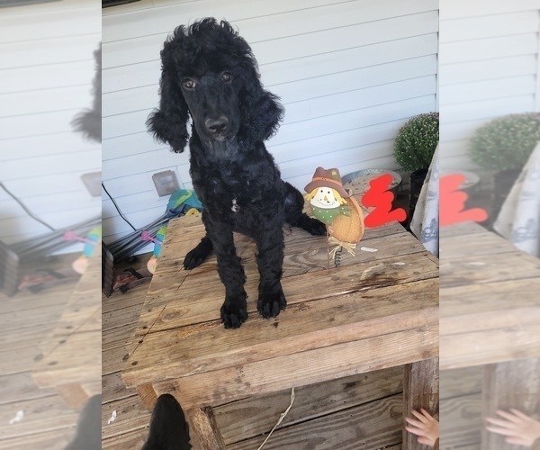 Medium Photo #1 Poodle (Standard) Puppy For Sale in SEYMOUR, MO, USA