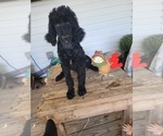 Small Photo #1 Poodle (Standard) Puppy For Sale in SEYMOUR, MO, USA