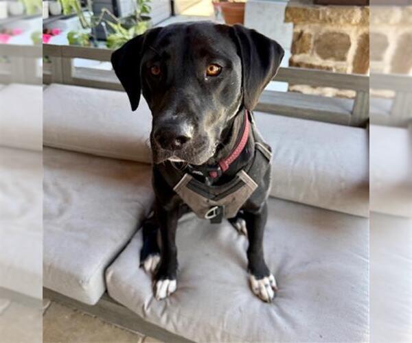 Medium Photo #2 Labrador Retriever Puppy For Sale in Rosenberg, TX, USA