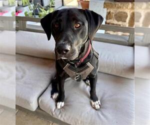 DUKE - Male Labrador Retriever Dog for Adoption - Photo #2