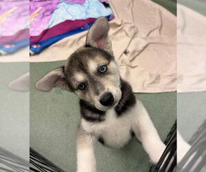 Siberian Husky Dogs for adoption in Plano, TX, USA