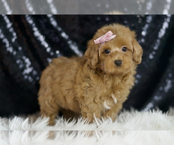 Medium Photo #1 Maltipoo (Miniature) Puppy For Sale in WARSAW, IN, USA