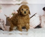 Puppy 6 Poodle (Miniature)