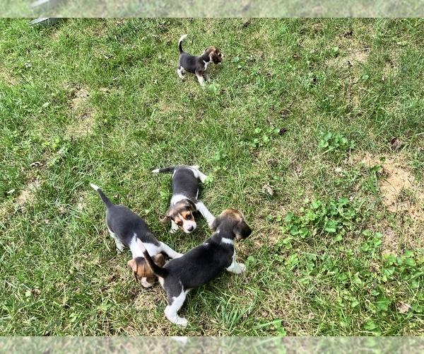 Medium Photo #7 Beagle Puppy For Sale in ELWOOD, IN, USA