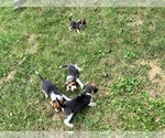 Small #6 Beagle