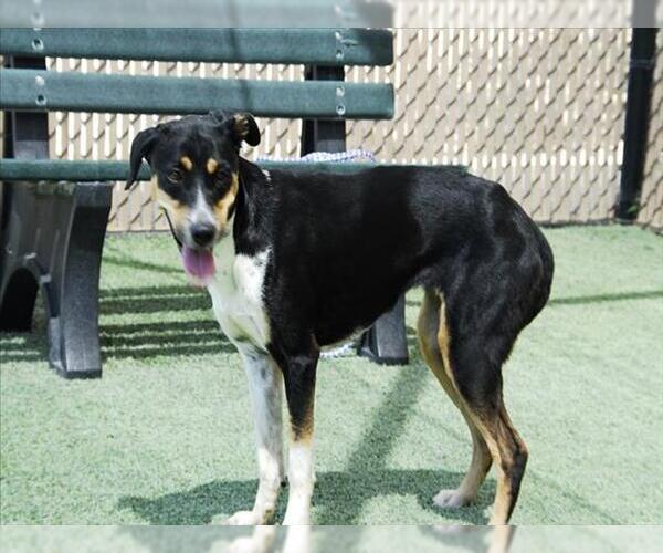 Medium Photo #1 Australian Shepherd-Unknown Mix Puppy For Sale in Norco, CA, USA