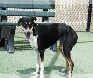 Australian Shepherd-Unknown Mix Dogs for adoption in Norco, CA, USA