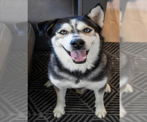 Medium Photo #1 Siberian Husky-Unknown Mix Puppy For Sale in Las Vegas, NV, USA