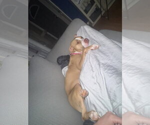 Macy May - Female American Staffordshire Terrier-Unknown Mix Dog for Adoption - Photo #9