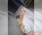 Small Photo #9 American Staffordshire Terrier-Unknown Mix Puppy For Sale in Garner, NC, USA