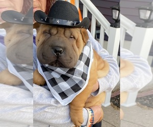 Father of the Chinese Shar-Pei puppies born on 06/19/2025