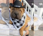 Small Photo #1 Chinese Shar-Pei Puppy For Sale in NEW RICHMOND, WI, USA