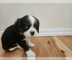 Cavalier King Charles Spaniel Puppy for sale in MOUNTAIN HOME, ID, USA