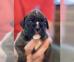 Small #4 Boxer