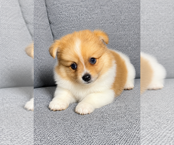 Medium Photo #6 Pomeranian Puppy For Sale in FAIR HAVEN, MI, USA