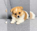Small #5 Pomeranian
