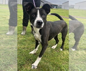 Banjo Bandit - Male Mutt Dog for Adoption - Photo #3