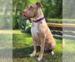 Small #1 American Pit Bull Terrier