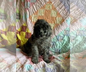 Goldendoodle Puppy for sale in CAMDEN, TN, USA