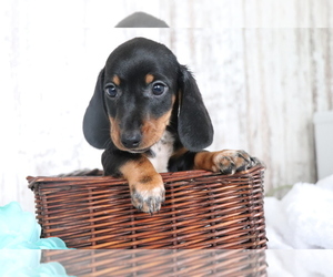 Dachshund Puppy for sale in SHILOH, OH, USA