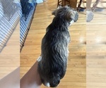 Small Photo #3 Schnauzer (Miniature) Puppy For Sale in COLUMBUS, IN, USA