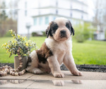 Puppy Volt Saint Bernard