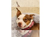 Small Photo #16 Staffordshire Bull Terrier-Unknown Mix Puppy For Sale in Brewster, NY, USA