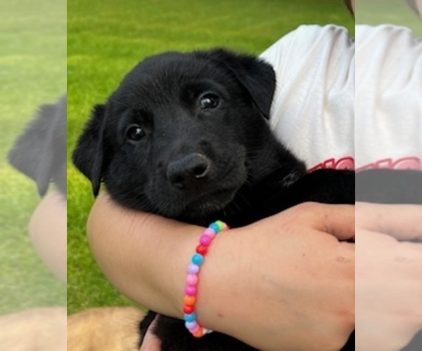 Medium Photo #4 Belgian Malinois Puppy For Sale in BURNINGTOWN, NC, USA