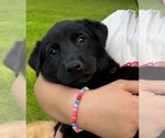 Small #3 Belgian Malinois