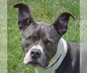American Staffordshire Terrier-Boxer Mix Dogs for adoption in Huntley, IL, USA