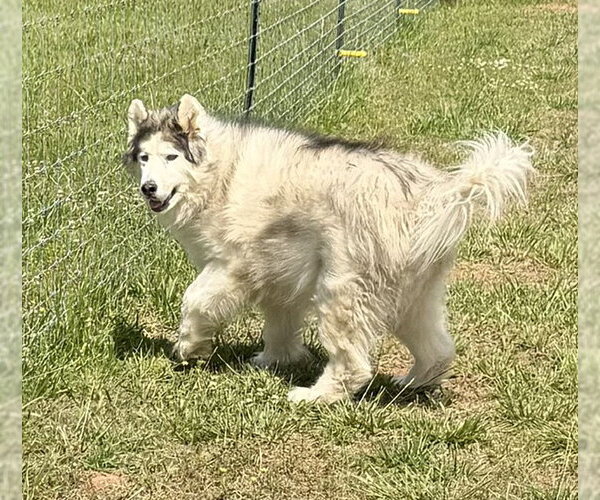 Medium Photo #6 Alaskan Malamute Puppy For Sale in Newfoundland, PA, USA